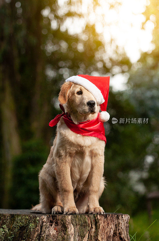 拉布拉多狗坐在森林中央，戴着红色的围巾和红色的圣诞帽，圣诞节的概念