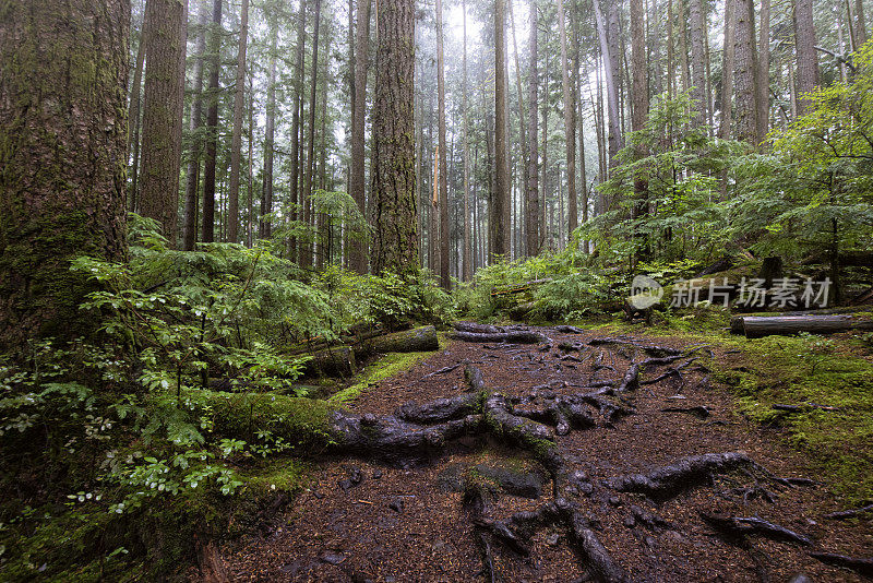 罗利湖省级公园，米申斯，BC，加拿大