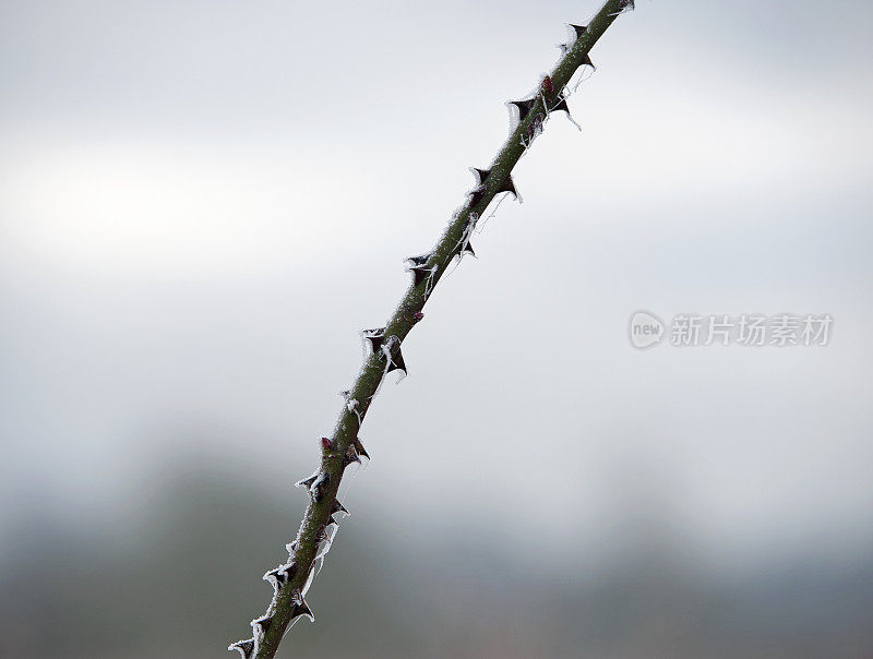 穗状的冰冻荆棘树枝与刺，阿伦德尔，西苏塞克斯