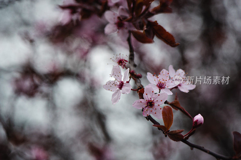 春天鲜花盛开