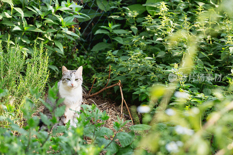 有白色斑点的虎斑猫，常出没于野外