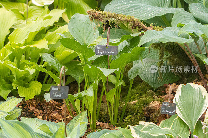 英国伦敦的“皇家旗帜”Hosta