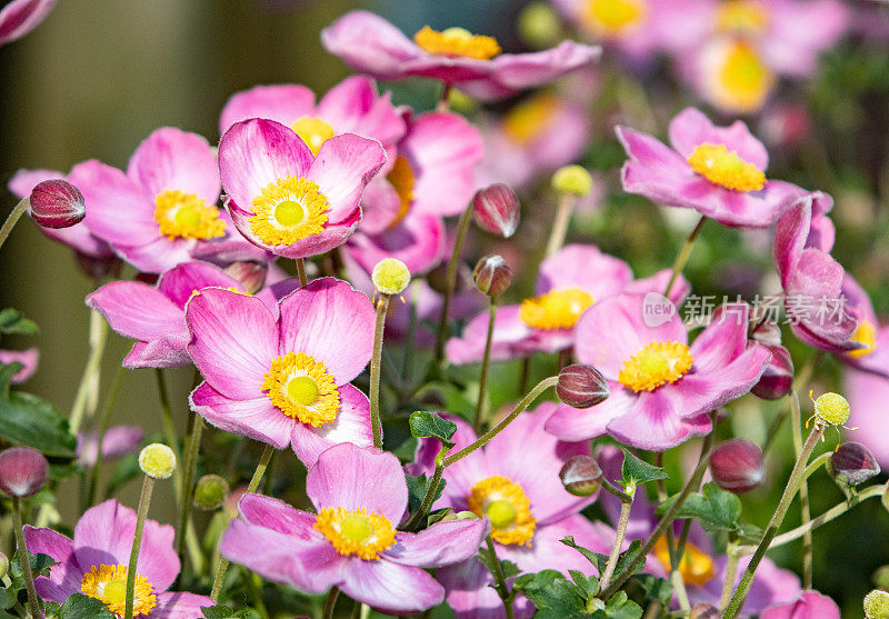 产于英国伦敦的日本银莲花(银莲花属银莲花属)