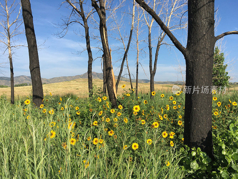 科罗拉多州熊溪湖公园野火烧毁树木后，向日葵开始生长