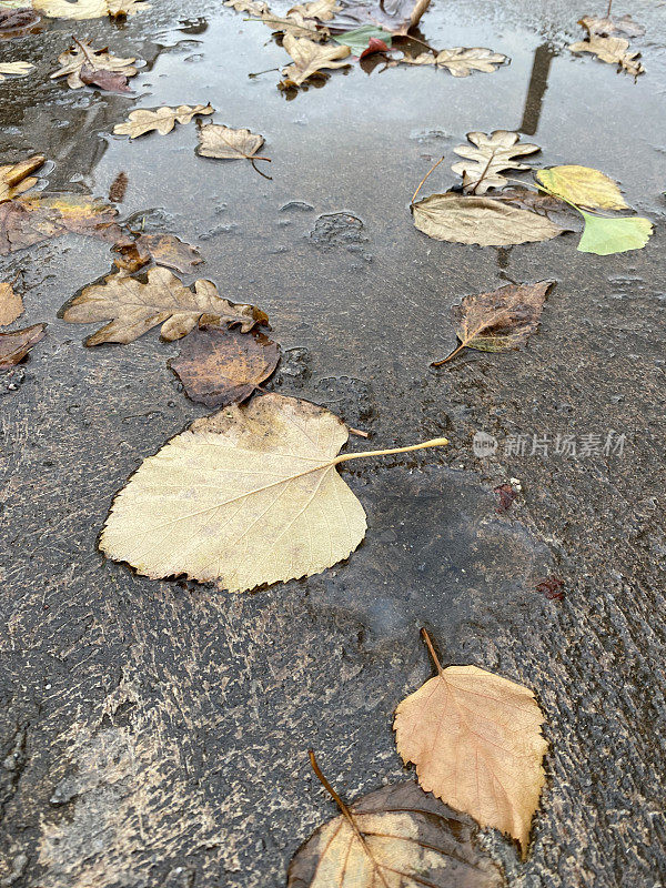 黄色的叶子在潮湿的地面上水坑里