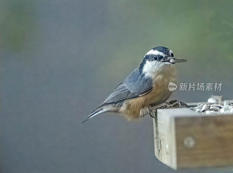 Red-Breasted五子雀