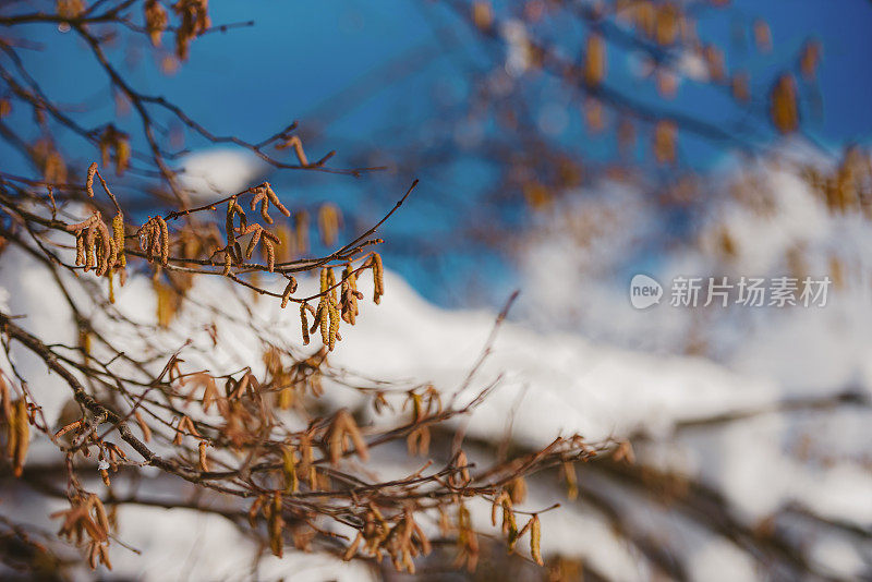 靠近挂在覆盖着雪的树枝上的柳絮