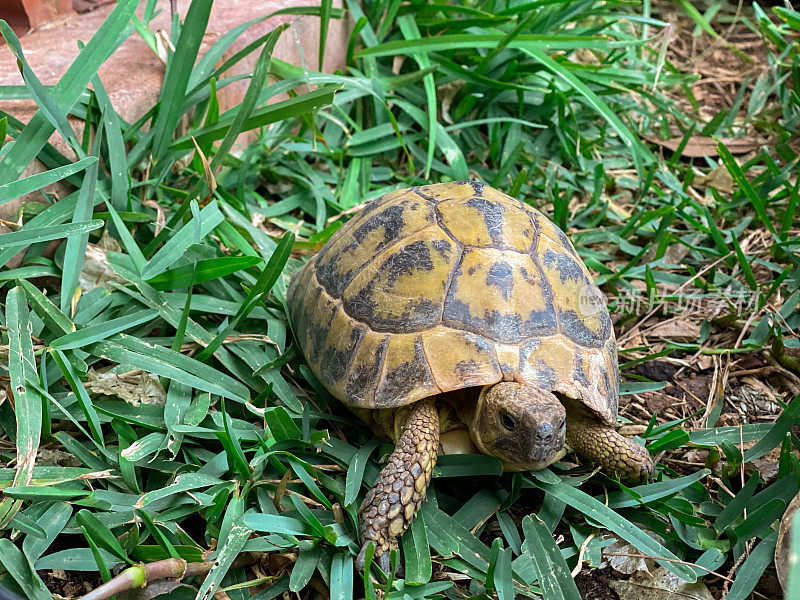 草龟