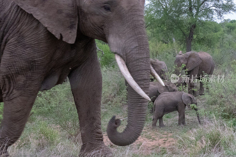 保护象群中小象的非洲母象。地点:南非克鲁格国家公园