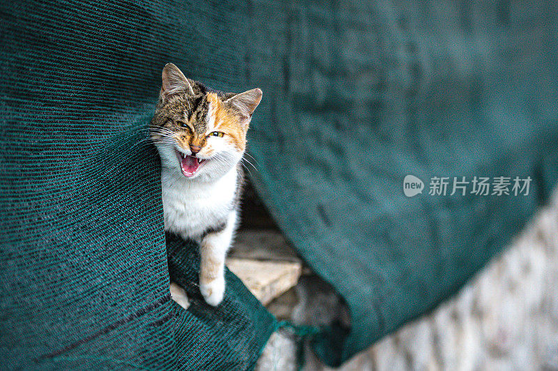 流浪猫看着相机