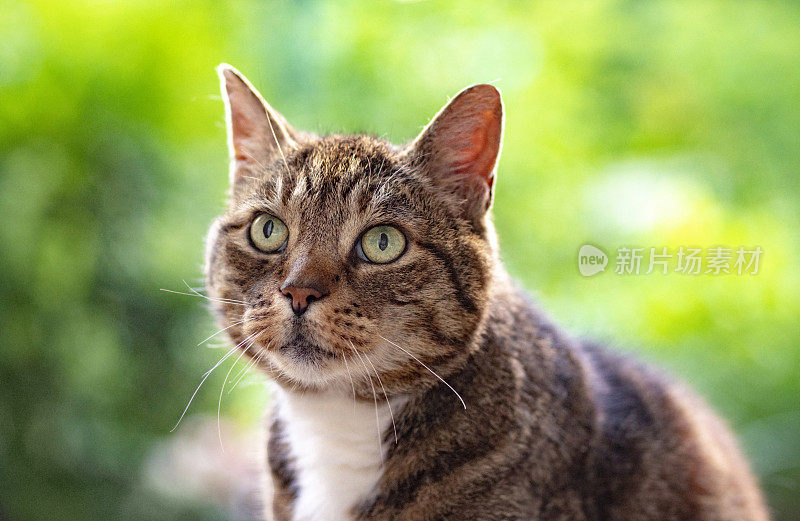 盯着花园里的猫