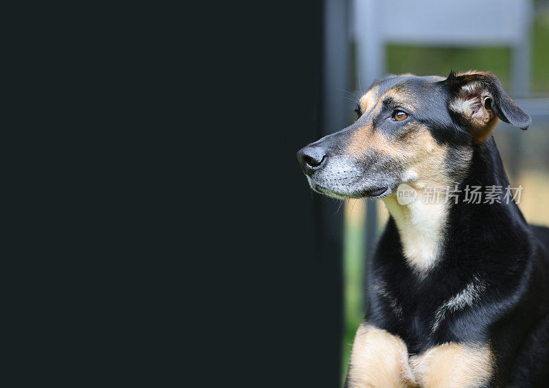 各种各样的肖像，一个心满意足的老悲伤的德国牧羊犬十字架