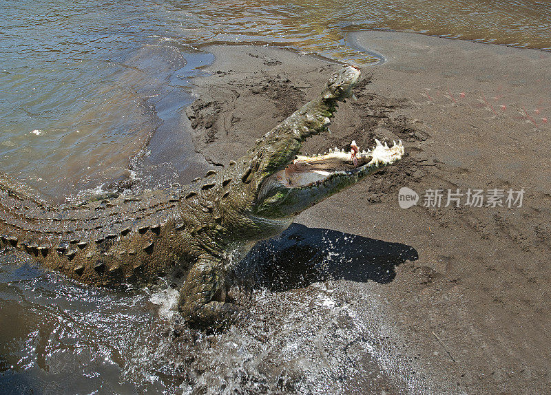 哥斯达黎加尼科亚湾塔科勒斯河，鳄鱼张开嘴攻击