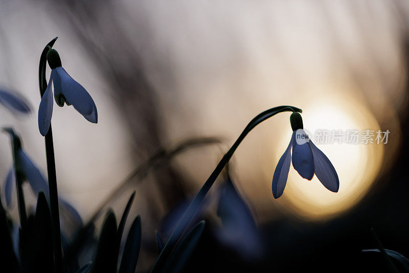 雪花莲