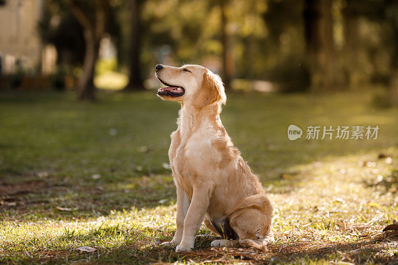 一只金毛猎犬坐在公园里