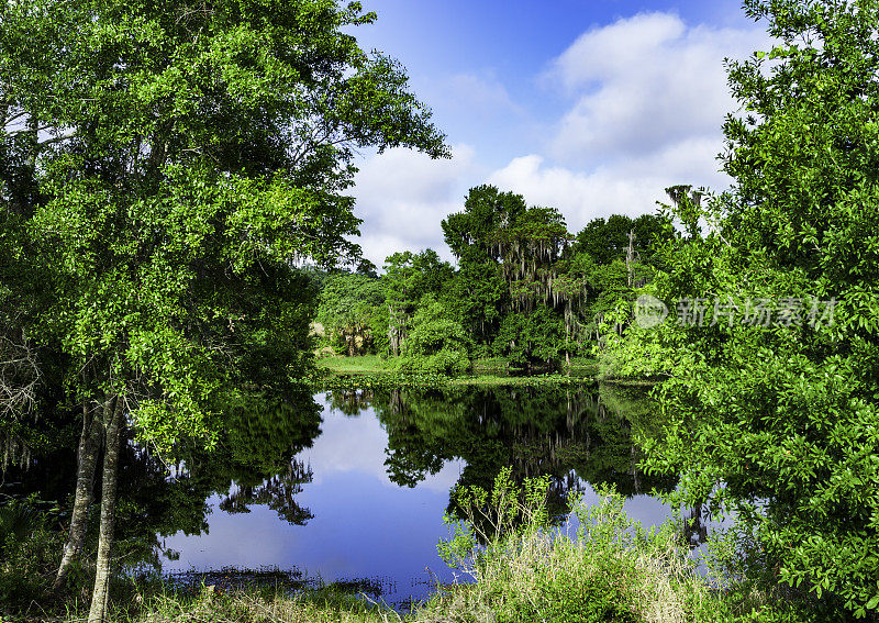 这幅湖和森林的景观位于佛罗里达州基西米的瓦格尔小溪保护区。瓦格尔溪被公认为佛罗里达大沼泽地的源头。