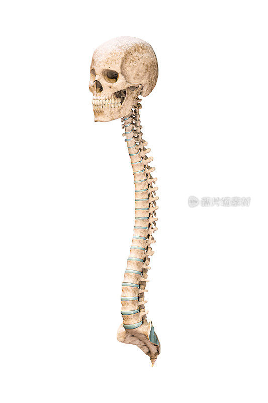 准确的四分之三前或前视图与头骨分离的白底3D渲染插图。空白的解剖图。解剖、医学、骨科保健、科学概念。