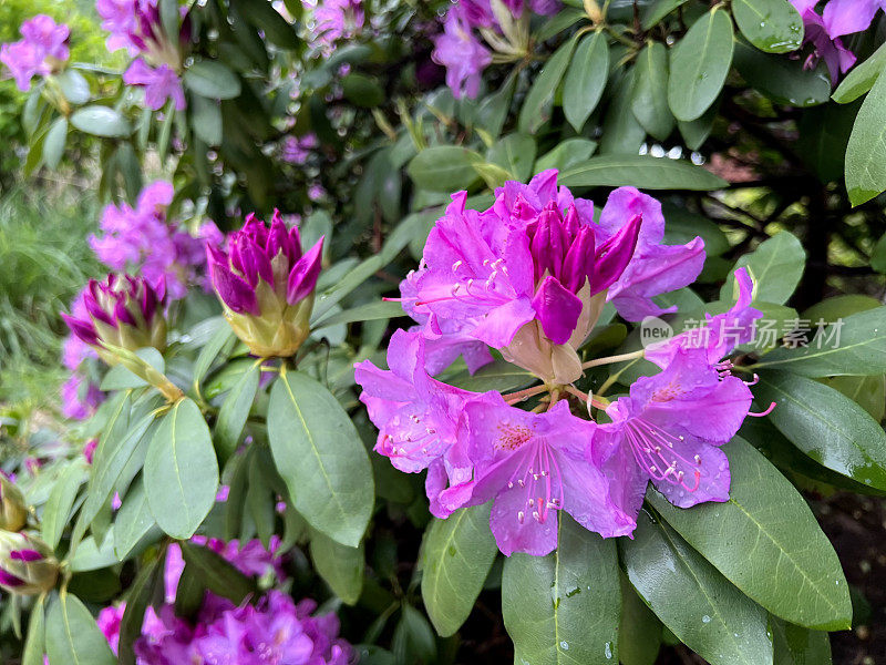 雨后盛开的杜鹃花