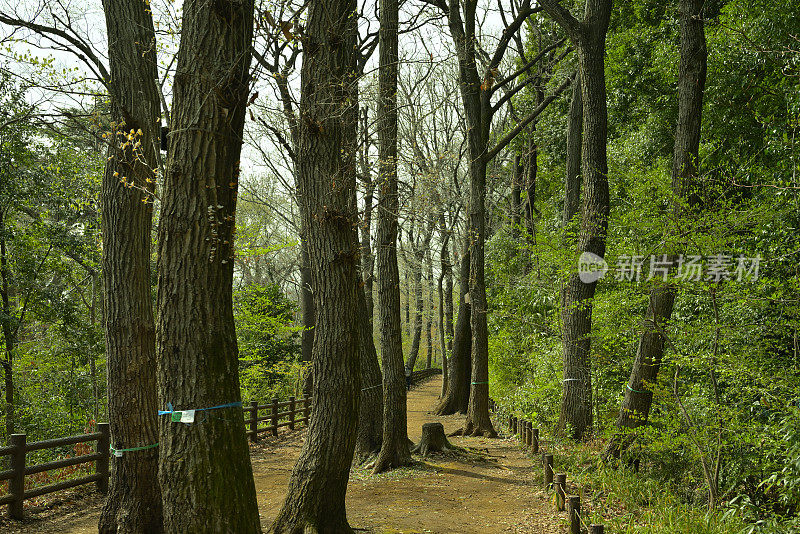 新绿的树木，玉川之井，东京，日本(2022年3月)