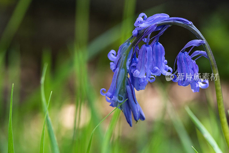 常见的风信子(风信子属)，单朵花在一个文件-库存照片