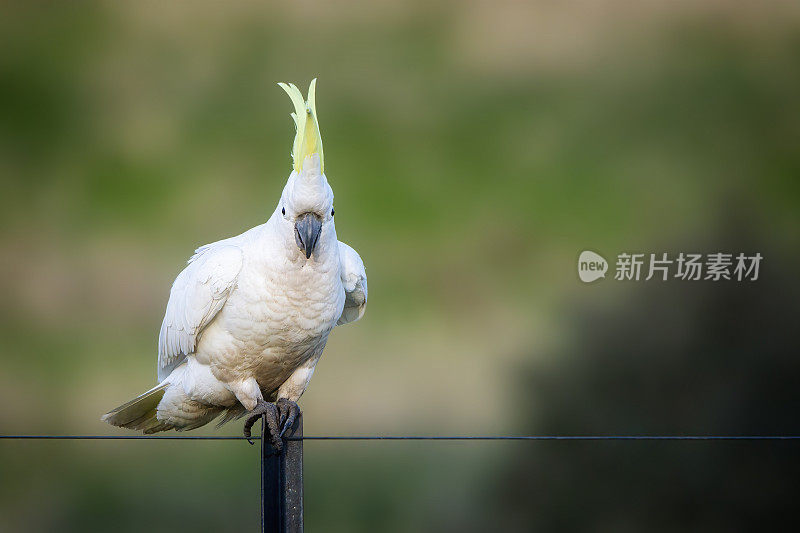 硫冠凤头鹦鹉