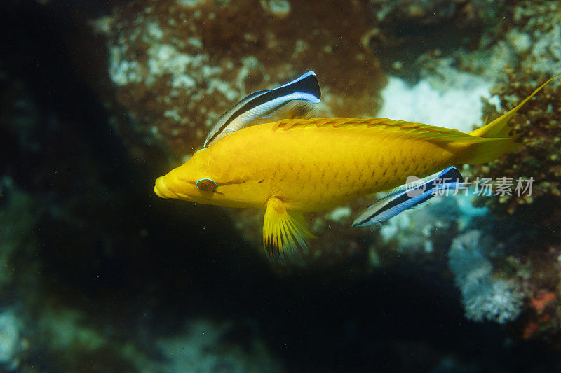 红海黄鞍山羊鱼和清洁濑鱼水下海洋生物珊瑚礁水下照片水肺潜水员的观点