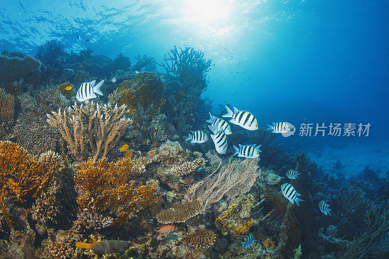 鱼群军士长珊瑚礁海洋生物水下照片水肺潜水员观点。背景中的女性潜水。