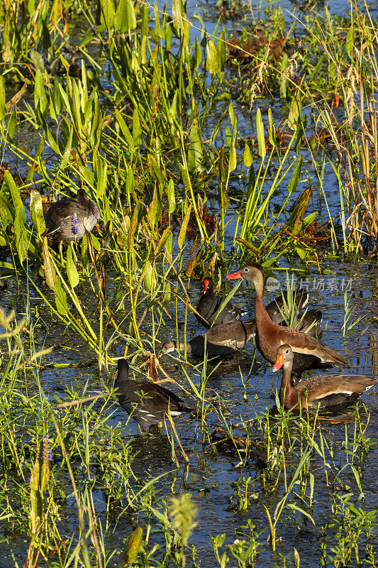 湿地里的一对黑腹吹口哨的鸭子，一只站着，一只坐着，旁边的毛鸡在觅食和梳理