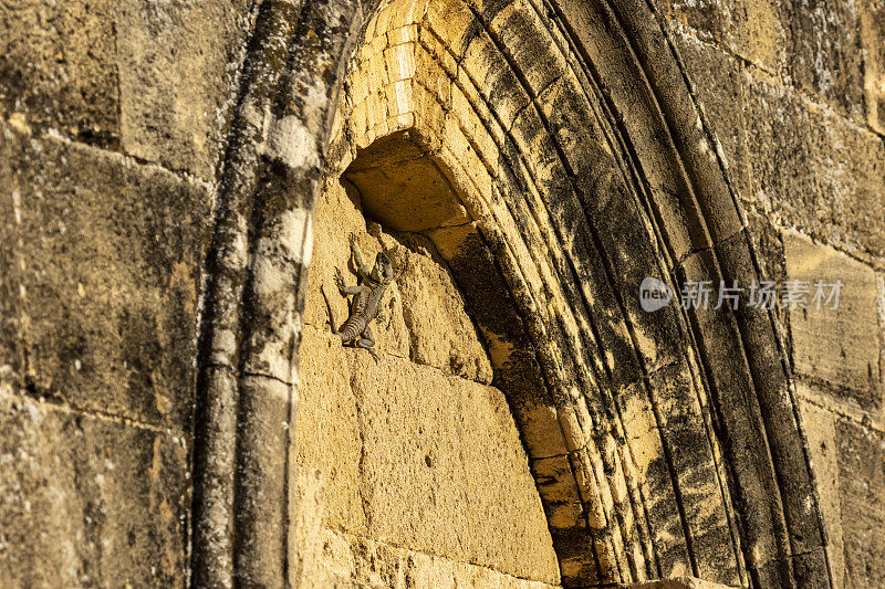 阿卡玛蜥蜴在黄昏的光线下，抓住古老砂岩教堂拱门的墙壁