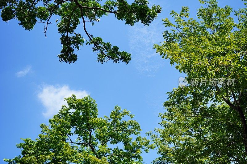 蓝天背景与云在树叶框架在早晨