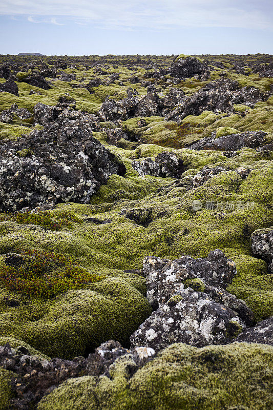 苔藓覆盖着冰岛的岩石和火山景观