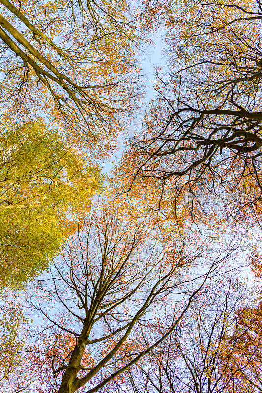 在一个美丽的雾蒙蒙的秋日里，在阳光灿烂的森林里向上看，树叶是棕色的金色