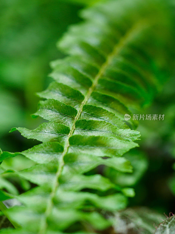 热带植物特写