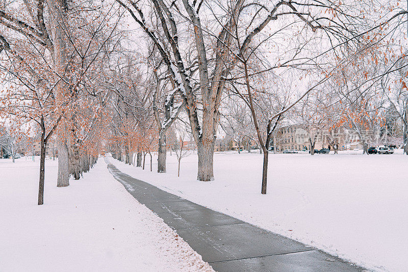 广角照片榆树在一个雪天在柯林斯堡，科罗拉多州立大学