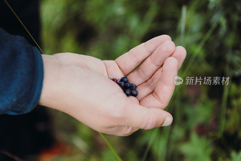 男子在罗浮敦群岛徒步旅行时捡起蓝莓