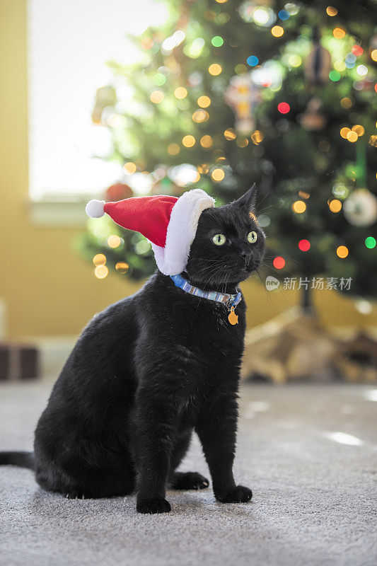 圣诞树旁戴着圣诞帽的黑猫