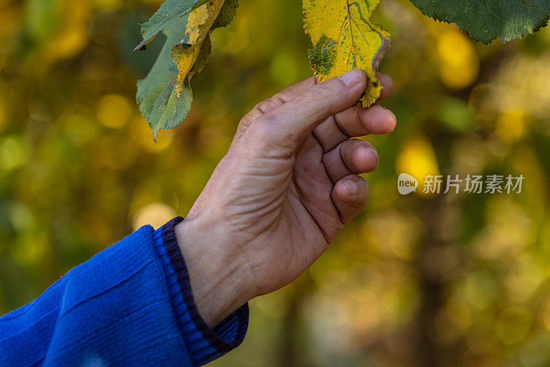 一位老人的手握着一片黄叶