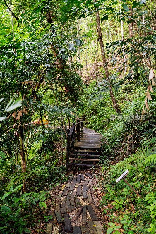 郁郁葱葱的绿色植物在热带丛林森林马来西亚槟城岛