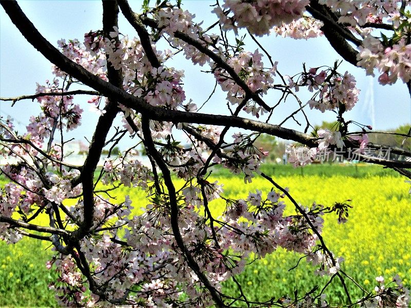 日本。四月初。油菜籽田和一束盛开的樱桃树。