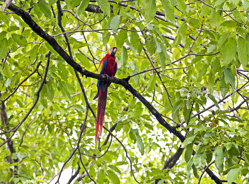红色金刚鹦鹉正上方，哥斯达黎加蓬塔班科