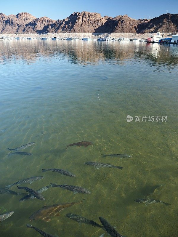 米德湖的鱼类和野生动物