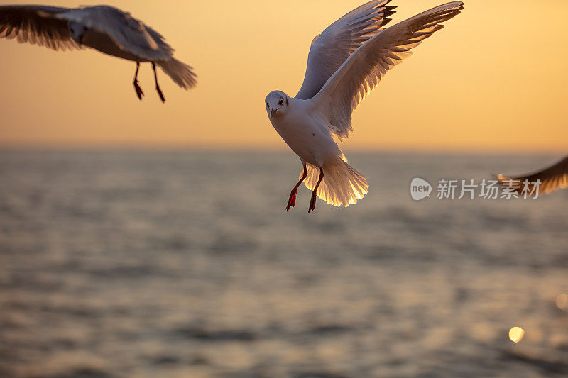 海鸥正从海边飞过。