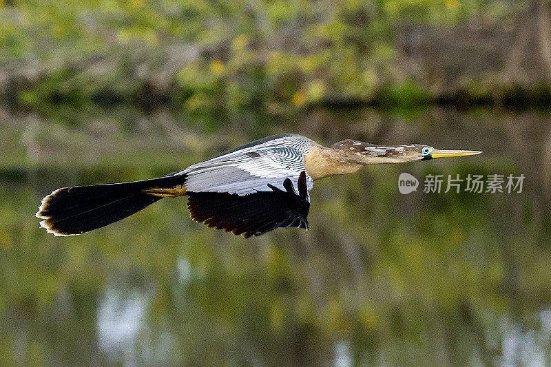 在Wakodahatchee湿地飞行的Anhinga