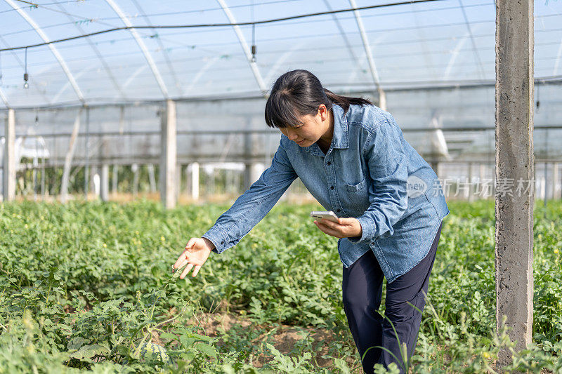 一位女农民在西瓜种植温室里用手机工作