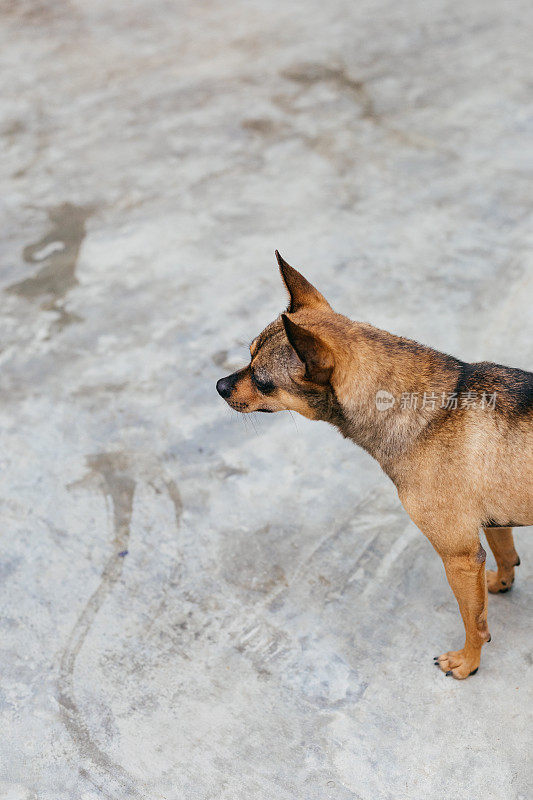 小型救援犬