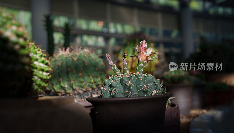 开花小仙人掌