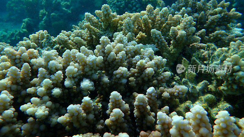 红海海底的石质珊瑚虫