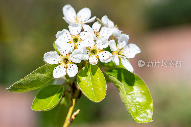 春天梨树开花的树枝