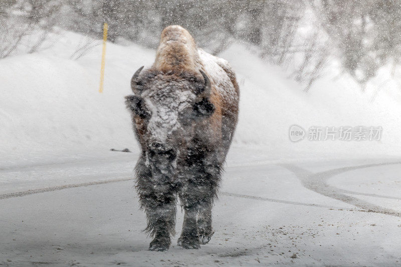 黄石国家公园的野牛在强烈的暴风雪中接近