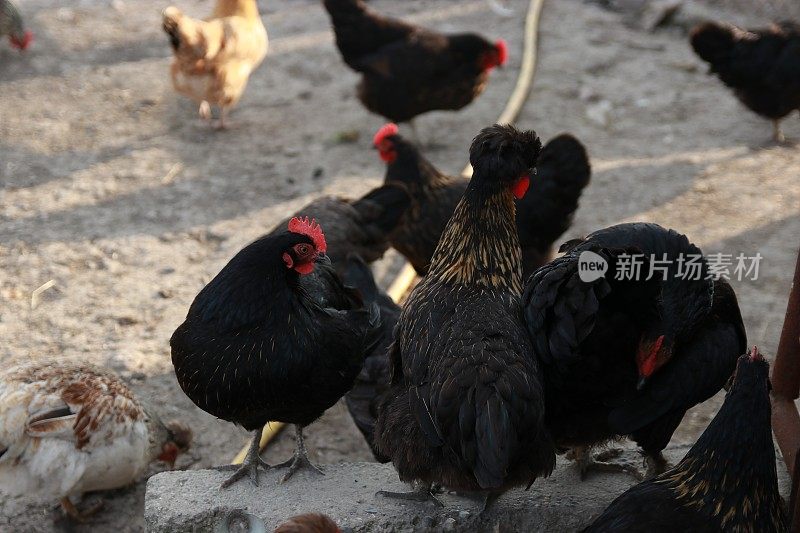 鸡在后院等食物